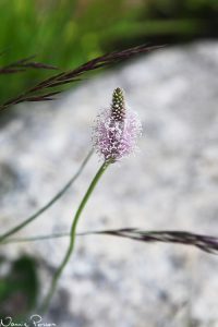 Rödkämpe (Plantago media).