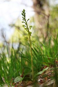 Tvåblad (Listera ovata).