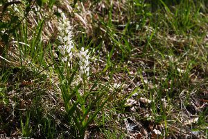 Vit skogslilja (Cephalanthera longifolia).