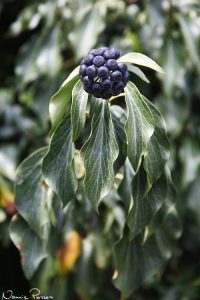 Murgröna (Hedera helix).