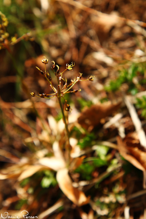 Vårfryle (Luzula pilosa).
