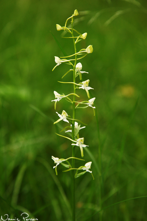 Grönvit nattviol (Platanthera chlorantha).