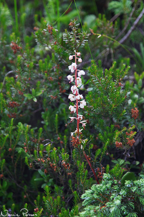 Vitpyrola (Pyrola rotundifolia).