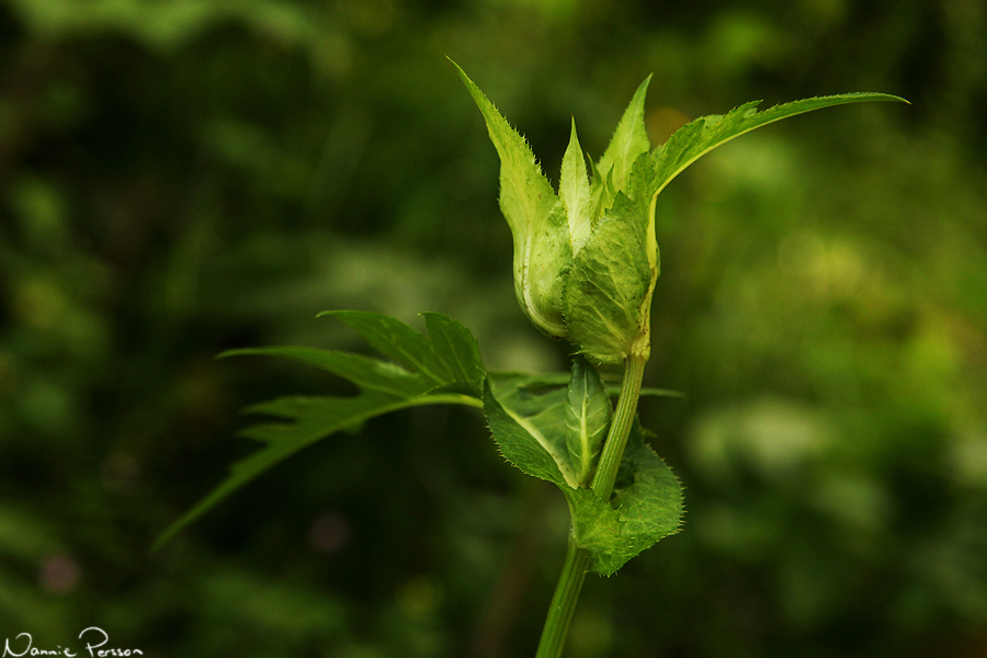 Kåltistel (Cirsum oleraceum).