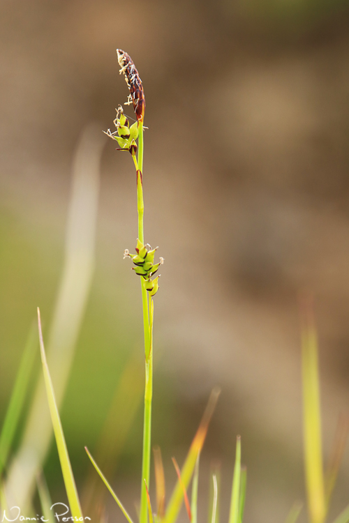 Slidstarr (Carex vaginata).