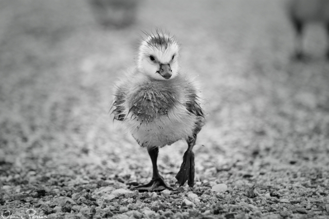 Vitkindad gås, Branta leucopsis