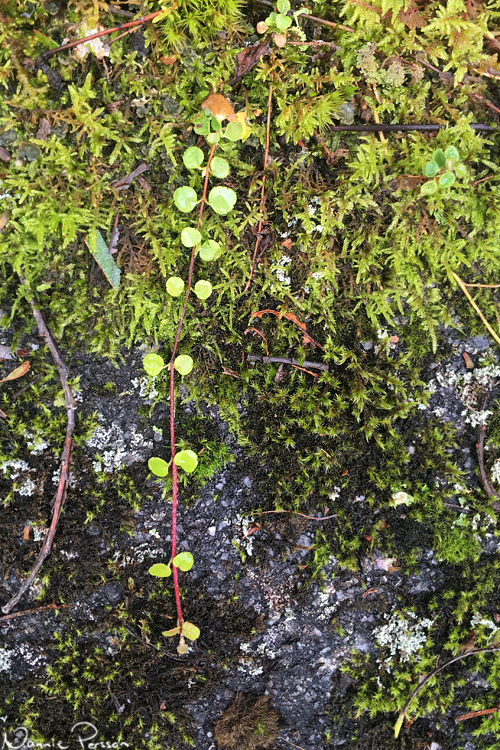 Linnea (Linnaea borealis).