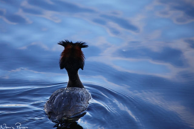 Skäggdopping, Podiceps cristatus